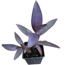 Image result for Tradescantia pallida