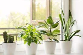 Check spelling or type a new query. Voici 5 Applications Pour Prendre Bien Soin De Ses Plantes