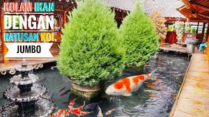 Perkenalkan koi2 ane kolam ini mengaplikasikan sepenuhnya filter kolam koi jenis trickle filter. Kolam Ikan Jernih Dan Alami Dengan Ratusan Ikan Koi Jumbo Yang Sehat Youtube