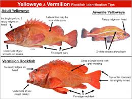 rockfish identification tips oregon department of fish