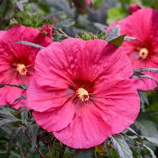 Image result for Hibiscus meyeri