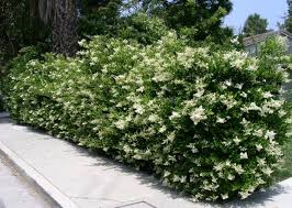 E' amato per le sue foglie e la sua fioritura bianca e profumatissima. Giardini Mgf Le Varieta Piu Adatte Per Realizzare Siepi Basse 80 120 Cm