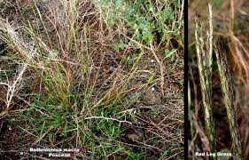 Image result for Bothriochloa