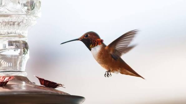 hummingbird feeders