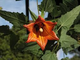 Image result for Canarina
