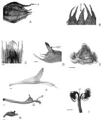 Image result for Syncolostemon oritrephes