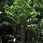 Image result for Bertiera