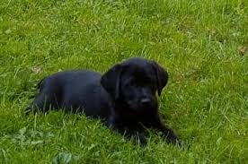 Hund (�ber 50 cm) rasse: Labrador Welpen Und Hunde Abzugeben Findix De