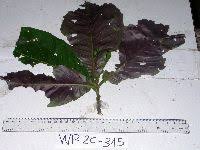 Image result for Terminalia kilimandscharica