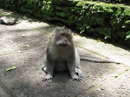 Animal sacrifices or using animals in religious ceremonies is obligatory in bali. Monkey Bali Ubud Indonesia Primate Animal Wildlife Animals In The Wild Mammal Vertebrate Day Pxfuel