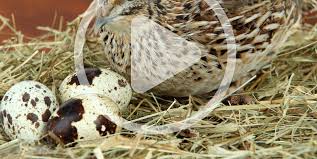 Image result for quail