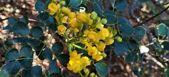 Image result for Iphigenia pauciflora