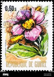 Image result for Clappertonia ficifolia