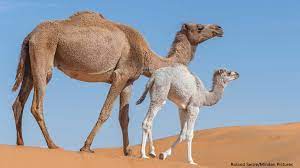 Where do camels come from. Camels Nwf Ranger Rick