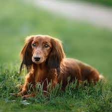 It's just a fact of life that we've become accustomed to. Dog Coat Types How They Shed Differently Stop My Dog Shedding