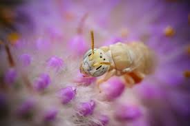 Image result for Isoglossa perdita