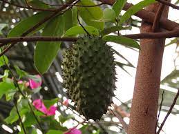 Take notes, write down memories in this 150 page lined journal. Growing A Soursop Tree In Hot Dry Climates Garden Of Luma