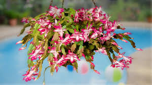 Adding seasonal cacti to your home is a great way to add a pop of color indoors. Episode 84 Forest Cacti Part One Easter Christmas And Thanksgiving Cacti Jane Perrone