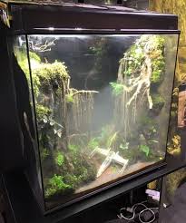 A Dagobah System Terrarium For Jedi Frogs Fish Tank Frog Terrarium Aquarium