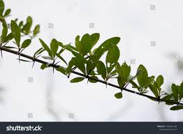 Image result for Catunaregam