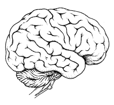 Image Result For Brain Coloring Page Brain Drawing Brain Diagram Brain Art