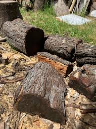 Image result for Acacia melanoxylon