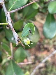 Image result for Gymnosporia buchananii