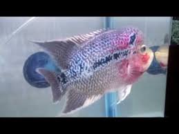 Flowerhorn Baliklari Balik