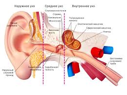 Ushnye Infekcii U Detej Simptomy Diagnostika Lechenie