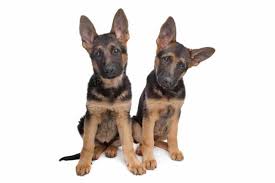 Do not purchase a puppy from a breeder who cannot provide you with written documentation that the. Belgian Malinois Vs German Shepherd Which Breed Is Right For You