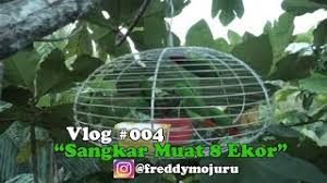Check spelling or type a new query. Cara Membuat Sangkar Burung Serindit Vlog 004 Youtube