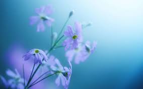 Here are our latest 4k wallpapers for destktop and phones. Best Wallpapers Hd 4k Wallpaper Phone Free Download Flickr
