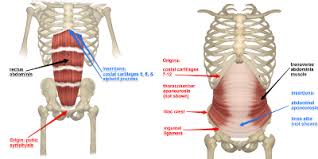 Picture of organs that sit upder left rib cage. Rib Pain And Pregnancy Elemental Chiropractic
