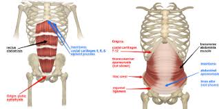 Their function is to protect the organs that lie beneath them. Rib Pain And Pregnancy Elemental Chiropractic Inc
