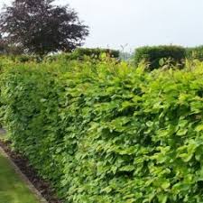 1000's of seed varieties in stock. Buy European Hornbeam Carpinus Betulus 20 Seeds Online Seeds Hobbyseeds Store