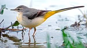 عصافير سوريا الطيور الصغيرة Syrian Birds E Alsaleem Posts Facebook