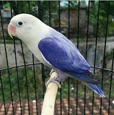 Check spelling or type a new query. Jual Beli Burung Apa Saja Bekasi Only Home Facebook