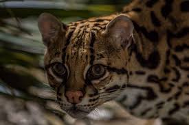 Ocelots are beautiful wild cats...