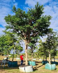 Image result for Acacia sieberiana