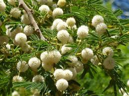 Image result for Acacia sieberiana