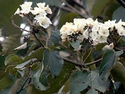 Image result for Cordia africana