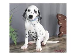 The state was sued in 1997 for its motto being a violation of the first amendment. Dalmatian Dog Male White Black 2379031 Petland Carriage Place