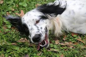 We did not find results for: Adopt A Pet