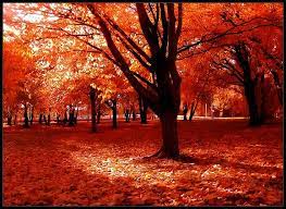 Fall If This Doesnt Make Your Heart Happy I Dont Know What Will Tree Photography Landscape Photography Autumn Scenery