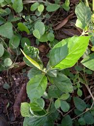 Image result for Ehretia cymosa