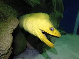 Unlike many predators moray eels have remarkably poor eyesight so they rely largely on their incredible sense of. Pharyngeal Jaws And Green Moray Eels Greater Cleveland Aquarium