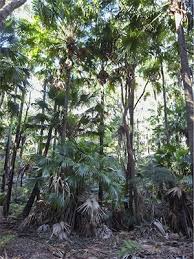 Image result for Livistona australis