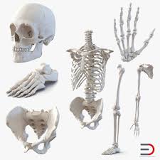 Male Skeleton Collection 3d Model Ad Skeleton Male Model Collection Male Skeleton Skeleton Drawings Skeleton Model
