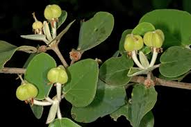 Image result for Androstachys