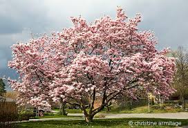 Check out these small flowering trees that are great for yards cramped for space. Redirect Notice Magnolia Trees Jane Magnolia Jane Magnolia Tree